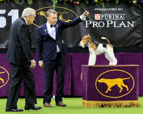 West dog show - Stache is now the 20th different breed to win the National Dog Show since the competition's inception back in 2002. The only two-time breed winners are the wire fox terrier and the Scottish deerhound.